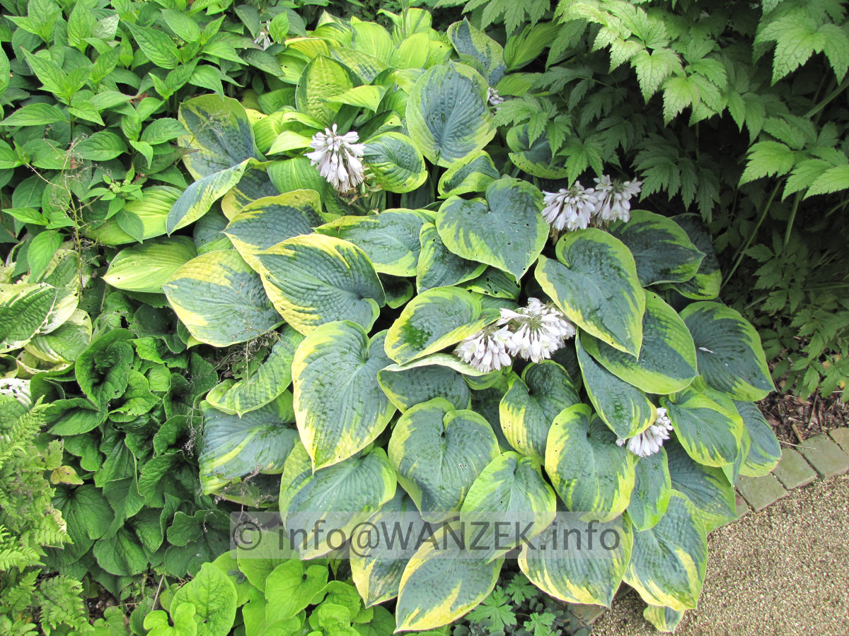 Hosta Hybride Samurai mit Blueten1.JPG